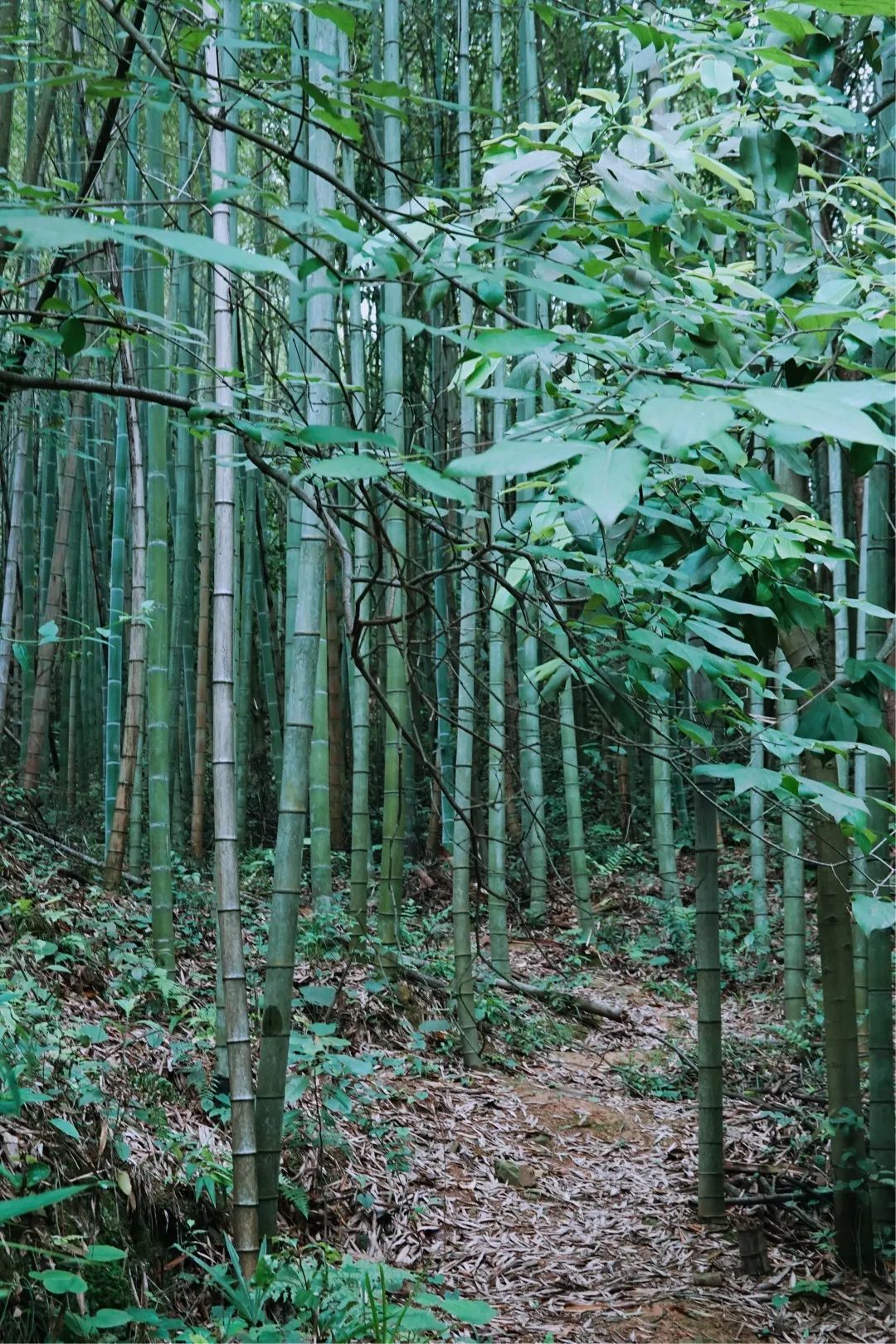 DƬ